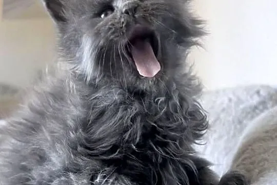 Maine Coon - niebieski kocurek !