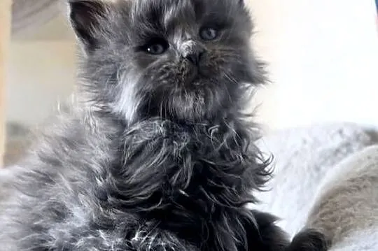 Maine Coon - niebieski kocurek !, Dolnośląskie, Wińsko