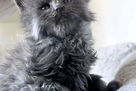 Maine Coon - niebieski kocurek !, Dolnośląskie, Wińsko
