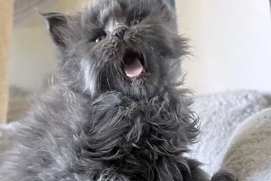 Maine Coon - niebieski kocurek !, Dolnośląskie, Wińsko