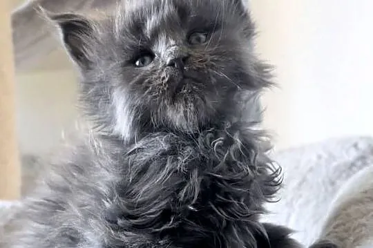 Maine Coon - niebieski kocurek !, Dolnośląskie, Wińsko