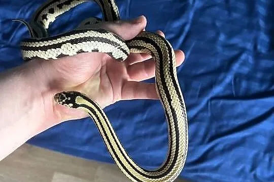 Wąż zbożowy hybrydaJungle pueblacorn lampropeltis puebla x zbożowego Tesser, Mazowieckie, Warszawa