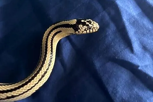 Wąż zbożowy hybrydaJungle pueblacorn lampropeltis puebla x zbożowego Tesser, Mazowieckie, Warszawa