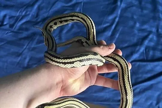 Wąż zbożowy hybrydaJungle pueblacorn lampropeltis puebla x zbożowego Tesser, Mazowieckie, Warszawa