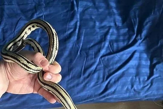 Wąż zbożowy hybrydaJungle pueblacorn lampropeltis puebla x zbożowego Tesser, Mazowieckie, Warszawa