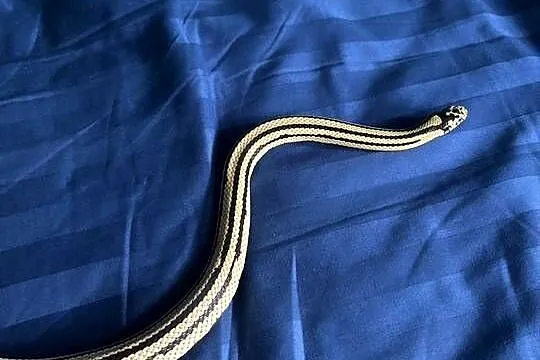 Wąż zbożowy hybrydaJungle pueblacorn lampropeltis puebla x zbożowego Tesser, Mazowieckie, Warszawa
