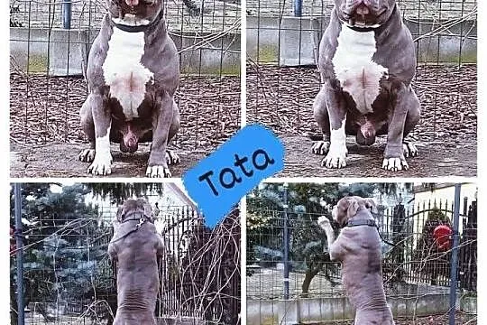 American staffordshire terrier REPRODUKTOR, Opolskie, Brzeg