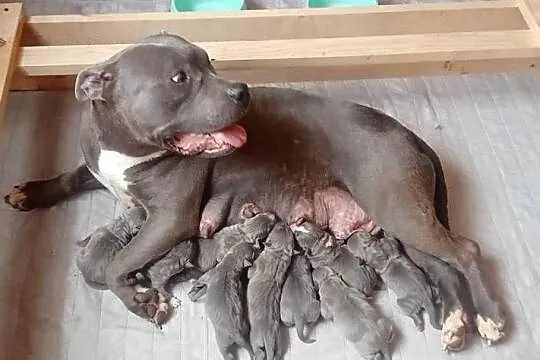 American staffordshire terrier REPRODUKTOR, Opolskie, Brzeg