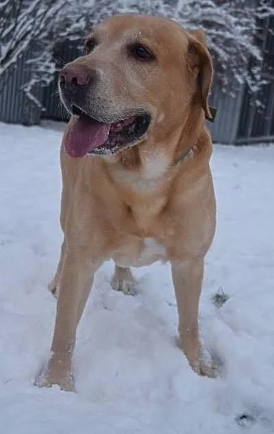 Lewel biszkoptowy labrador szuka domu