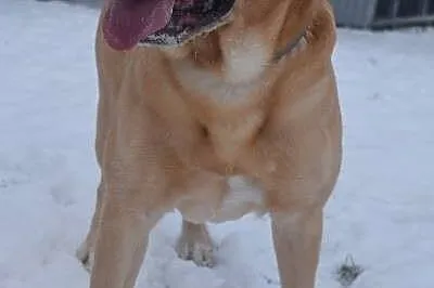 Lewel biszkoptowy labrador szuka domu