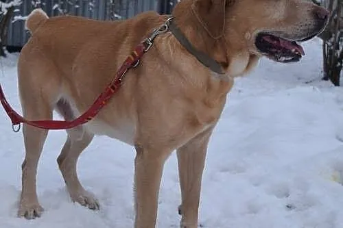 Lewel biszkoptowy labrador szuka domu