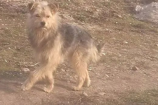 Dwa niewinne psy skazane na śmierć!m POMOCY!, Kundelki cała Polska