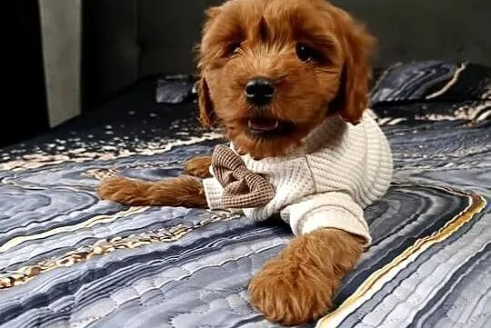 Cavapoo Suczka