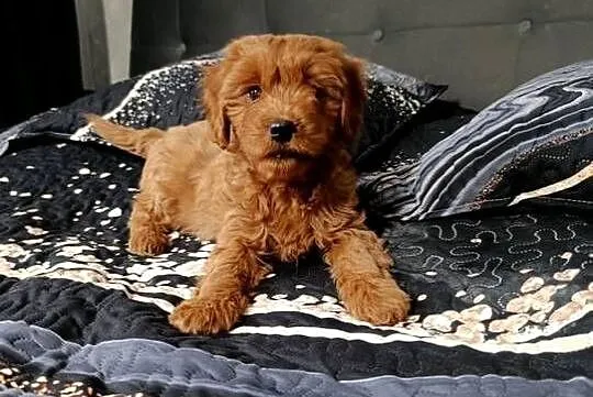 Cavapoo Suczka, Świętokrzyskie, Szczaworyż