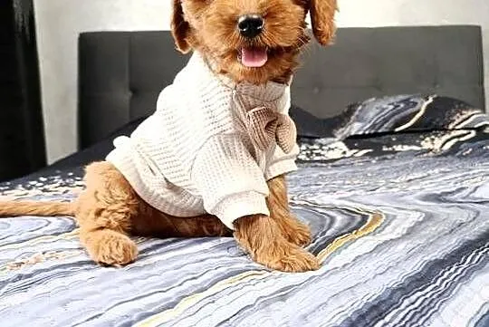 Cavapoo Suczka, Świętokrzyskie, Szczaworyż