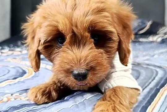 Cavapoo Suczka, Świętokrzyskie, Szczaworyż