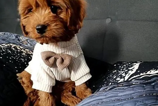 Cavapoo Suczka, Świętokrzyskie, Szczaworyż