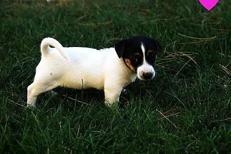 Szczenięta Jack Russell Terrier - 3 suczki, 3 samc