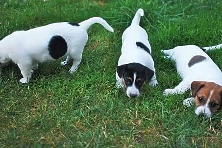 Szczenięta Jack Russell Terrier - 3 suczki, 3 samc
