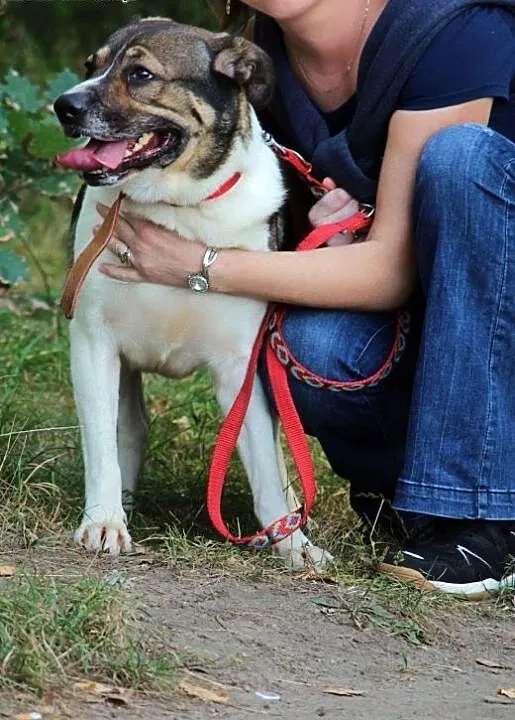 Biedronek - uroczy psiak w kropki czeka na Ciebie,