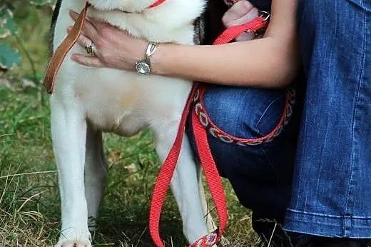 Biedronek - uroczy psiak w kropki czeka na Ciebie,