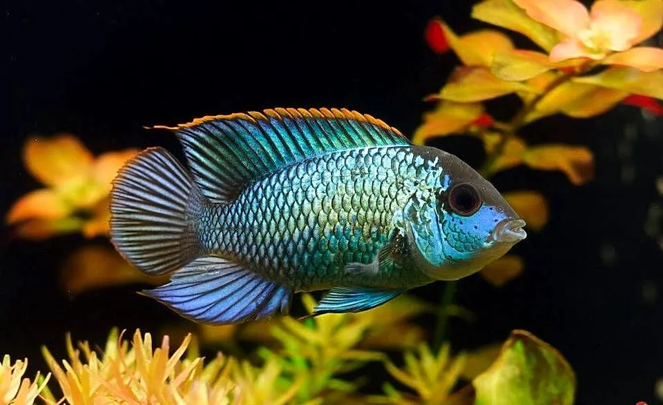 Akara ELECTRIC BLUE - Acara - SPRAWDZ NASZE OGŁOSZENIA, Pomorskie, Gdańsk