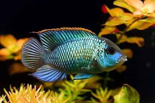 Akara ELECTRIC BLUE - Acara - SPRAWDZ NASZE OGŁOSZENIA, Pomorskie, Gdańsk