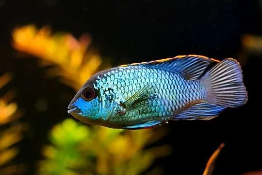 Akara ELECTRIC BLUE - Acara - SPRAWDZ NASZE OGŁOSZENIA, Pomorskie, Gdańsk