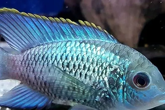 Akara ELECTRIC BLUE - Acara - SPRAWDZ NASZE OGŁOSZENIA, Pomorskie, Gdańsk