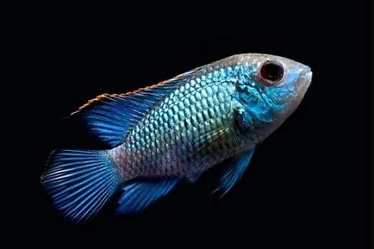 Akara ELECTRIC BLUE - Acara - SPRAWDZ NASZE OGŁOSZENIA, Pomorskie, Gdańsk