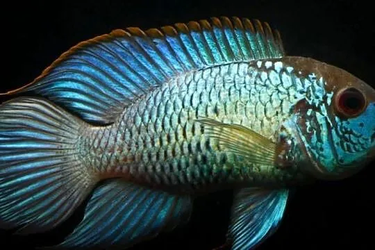 Akara ELECTRIC BLUE - Acara - SPRAWDZ NASZE OGŁOSZENIA, Pomorskie, Gdańsk