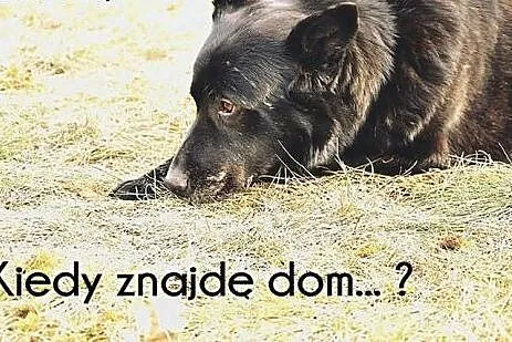 BOBIK  Psiak z ogromnymi pokładami miłości chce po