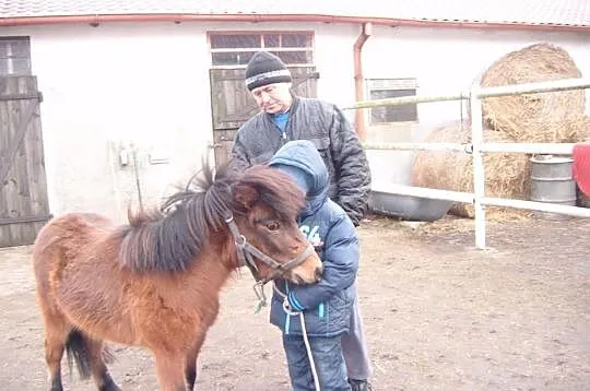 Kuc szetland kucyk klaczka 2,5 roku