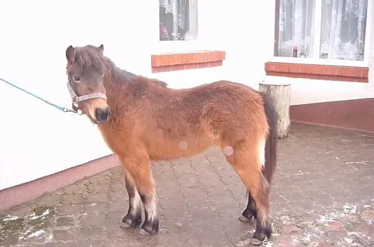 Kuc szetland kucyk klaczka 2,5 roku