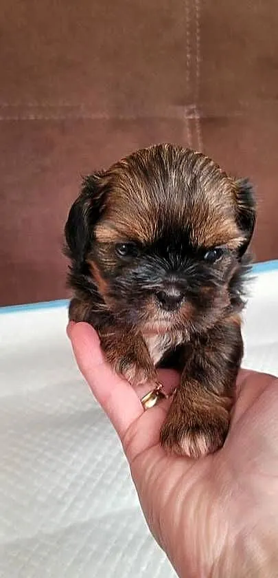 Shih tzu sprzedam, Zachodniopomorskie, Szczecinek