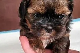 Shih tzu sprzedam