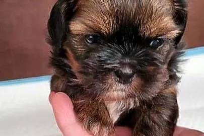 Shih tzu sprzedam, Zachodniopomorskie, Szczecinek