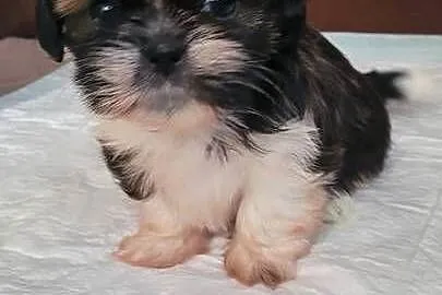 Shih tzu sprzedam, Zachodniopomorskie, Szczecinek