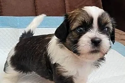 Shih tzu sprzedam, Zachodniopomorskie, Szczecinek
