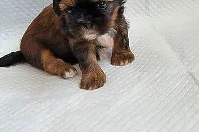 Shih tzu sprzedam, Zachodniopomorskie, Szczecinek