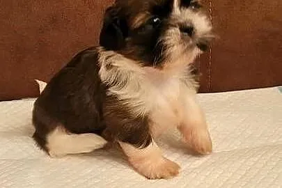 Shih tzu sprzedam, Zachodniopomorskie, Szczecinek