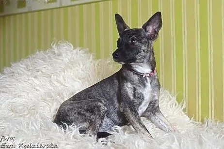Czeri -  mikro-sunia 4-5kg, około roczna,  Kundelk