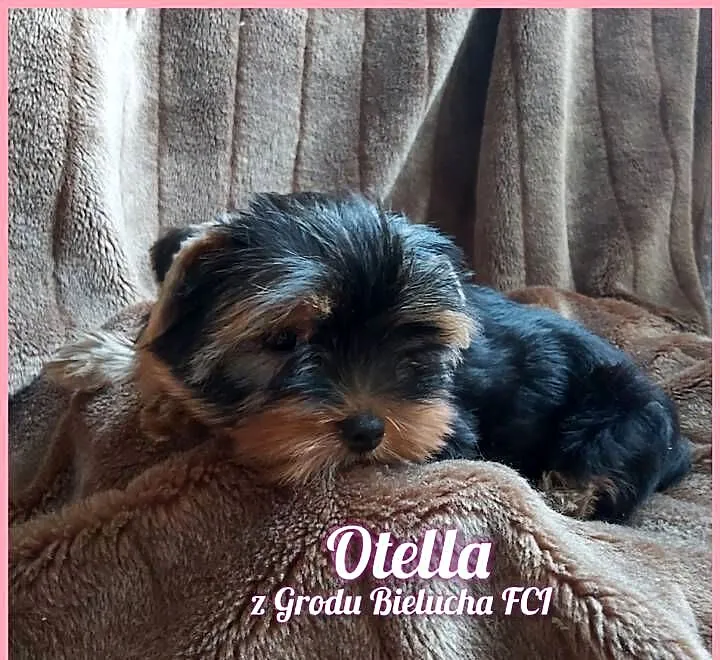York suczka Hodowla z Grodu Bielucha FCI, Lubelskie, Chełm