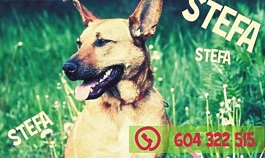 Stefa – młoda dama z zasadami., dolnośl