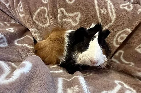 świnka morska cavia domowa SAMIEC