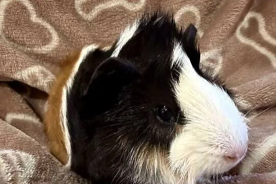 świnka morska cavia domowa SAMIEC, Małopolskie, Tarnów
