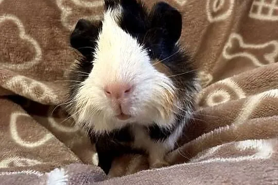 świnka morska cavia domowa SAMIEC, Małopolskie, Tarnów