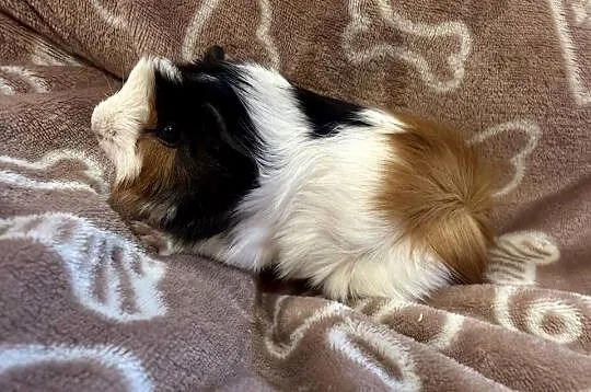 świnka morska cavia domowa SAMIEC, Małopolskie, Tarnów