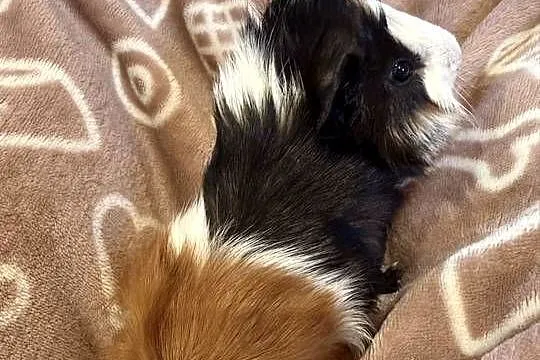 świnka morska cavia domowa SAMIEC, Małopolskie, Tarnów