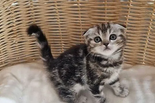 Kotka Szkocka zwisłoucha Silver Tabby, Śląskie, Katowice